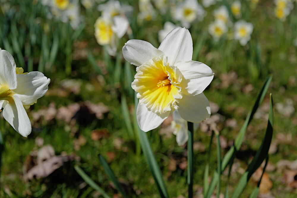 Pinselilje