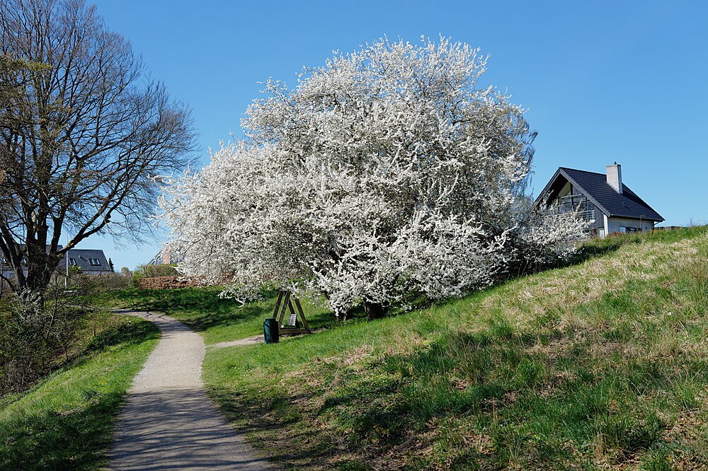 Hvis blomstring