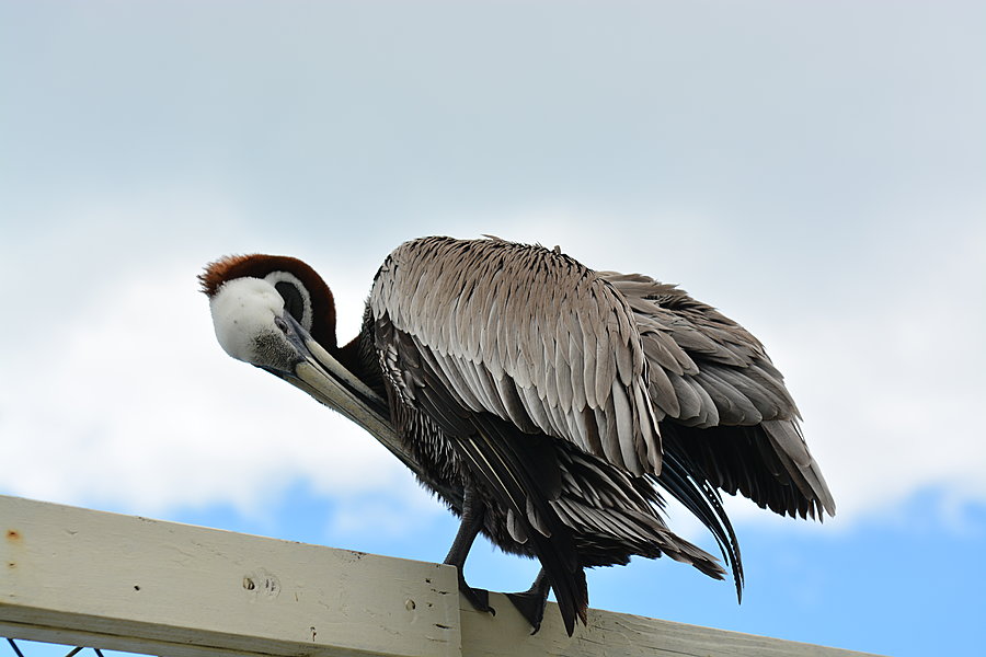 Pelikan