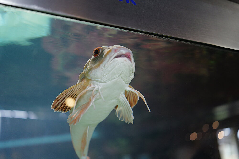 Fisk