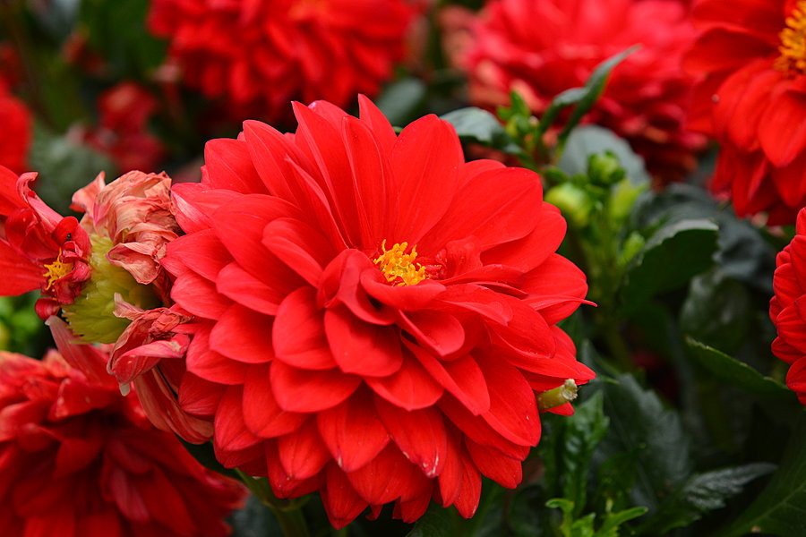 Rød blomst