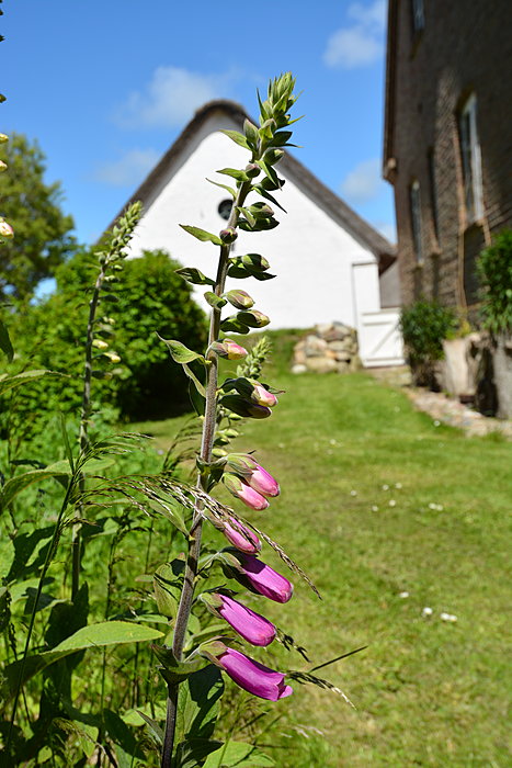 Lupin